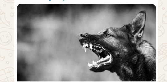 उत्तराखंड में कुत्तों का आतंक: पांच लाख से ज्यादा लोग काटने के शिकार, प्रशासन बेबस