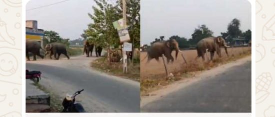 हाथियों का हमला: कॉलोनी और खेतों में मचाया तांडव, लोग सहमे-सहमे!