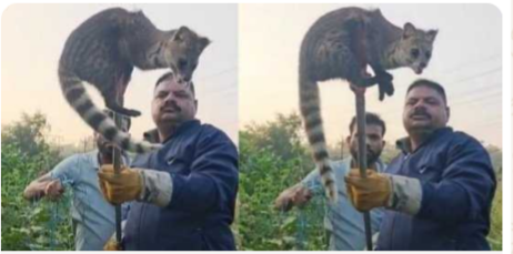 शिवालिक नगर कॉलोनी में अचानक जंगली बिल्ली का मंजर: “स्वीट कैट” दिखने से उड़ी छुटपुट में भीड़