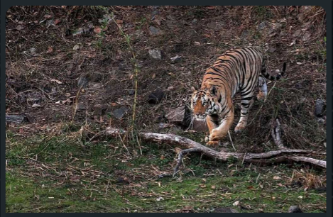 एक्सक्लूसिव : 25 साल का उत्तराखंड, लेकिन कॉर्बेट के बाघ शिकार पर अब भी चुप्पी!